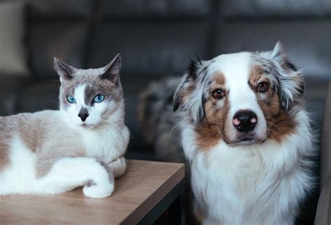 Chiens Et Chats Les 6 Questions Que Tout Le Monde Se Pose