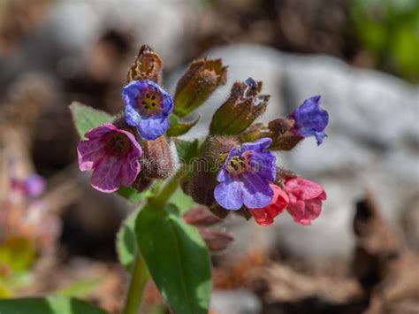 Suffolk Lungwort Pulmonaria Obscura Stock Image Image Of Nature