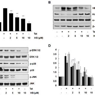 Effects Of Hindsiipropane B On Hiv Tat Mediated Expression Of Hdac