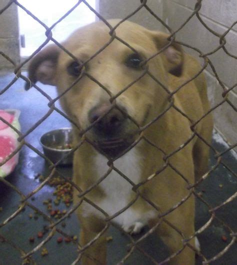 19 DOGS-(TN)-JOHNSON CITY/WASHINGTON COUNTY ANIMAL SHELTER, 3411 NORTH ...