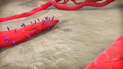 Angiogenic Signaling Pericytes, Spatially Isolated Contractile Cells 3D ...