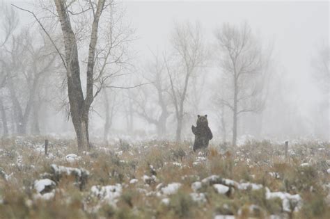 First Grizzly Bear of 2023 Spotted in Yellowstone - Jackson Hole ...