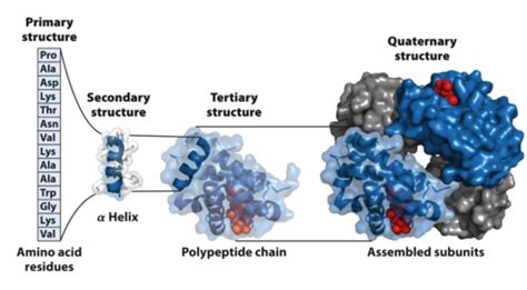 Protein Structure And Folding Flashcards Quizlet