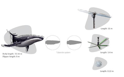 Biomimetic Scaling Of The Tubercle Effect Tubercle System Of Humpback