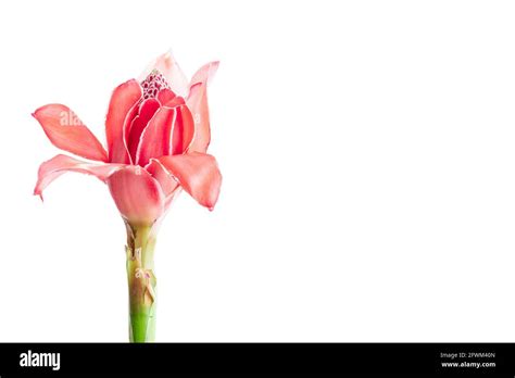 Tropical Flower Red Torch Ginger Isolated On White Background With