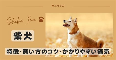 柴犬の特徴飼い方のコツやかかりやすい病気などを解説