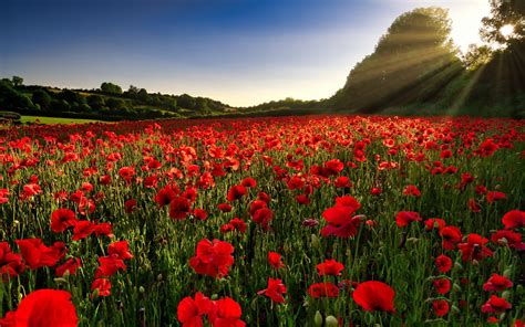 Fonds D Cran Coquelicots Rouges Fleurs Rayons De Soleil X Image