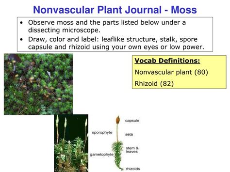 Ppt Plant Cell Journal Elodea Powerpoint Presentation Id1159196