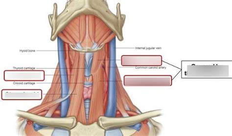 Infrahyoid Muscles Diagram | Quizlet