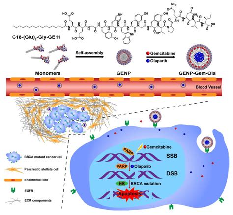 Ijms Free Full Text Recent Advances In Nanoparticle Mediated Diagnosis And The Treatment Of