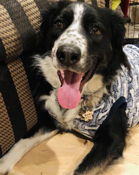 Is our new rescue a border collie? : BorderCollie