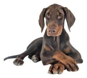 Doberman Pinscher Puppies | Select A Puppy