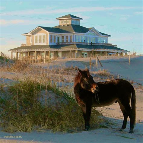 These Horses Live Around The Area Of Swandipity Oceanfront Vacation