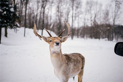 Alison Slattery Photography: Parc Omega, Montebello, Quebec!