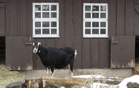 Lamancha Goat Breed: Complete Guide - Eco Peanut