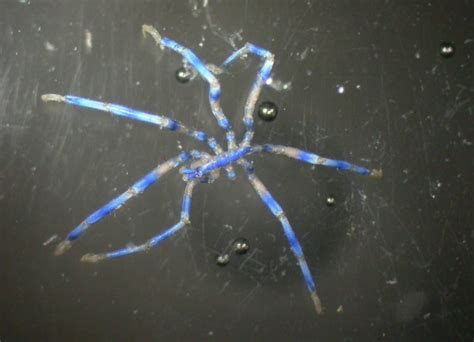 Sea Spiders 101 The Odd Looking World Of Class Pycnogonida