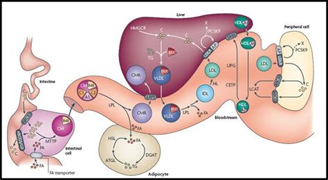 lipoprotein metabolism. The details regarding of the chylomicrons ...