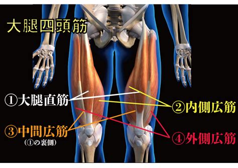 大腿四頭筋の解剖学