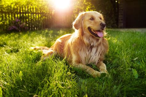 How To Know If Golden Retrievers Make Good Service Dogs