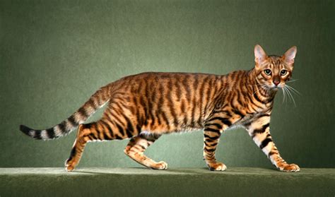 Have You Seen A Cat That Looks Like A Miniature Tiger The Pets Dialogue