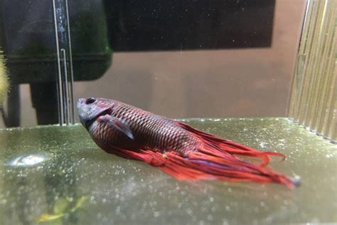 Common Betta Fish Diseases With Treatments For A Sick Betta