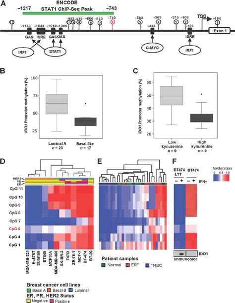 Ido1 Promoter Is Hypomethylated In Basal Like Breast Cancer Subtype A Download Scientific