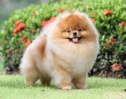 Pomeranian Puppies for Sale in Jaipur | Toy Pom In Jaipur | Culture Pom Price In Jaipur