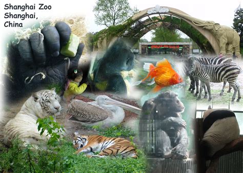 shanghai wild animal park or zoo 5