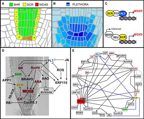 Frontiers Hormonal Regulation Of Stem Cell Proliferation At The Arabidopsis Thaliana Root Stem