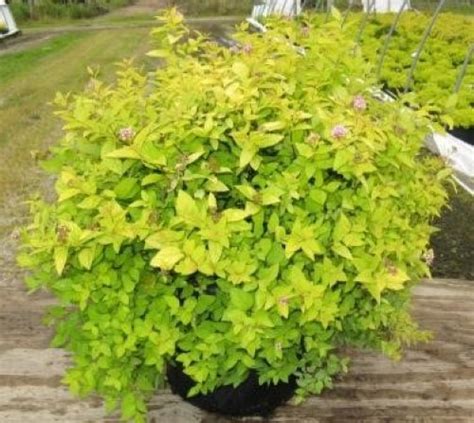 SPIRAEA Goldmound Japanese Spirea Lincoln