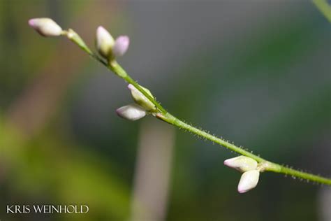 Polygonum Flowers…-- Guitarfish