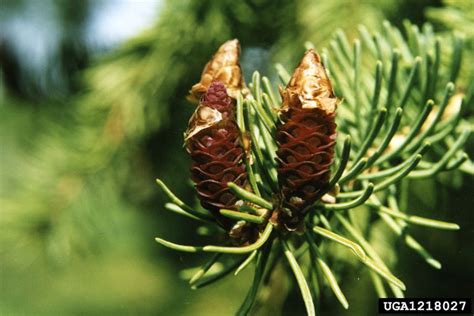 White Spruce Picea Glauca