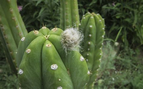 Journey To The Sacred The San Pedro Plant Medicine Ceremony Seeking Sacred Journeys