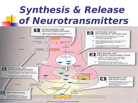 (PPT) Synthesis & Release of Neurotransmitters. Sympathetic Nervous System Origin Transmitters ...