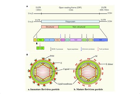 Flavivirus RNA Genome And Flavivirus Particle A Schematic