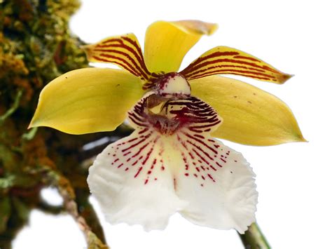 scuticaria ecuagenera usa corp