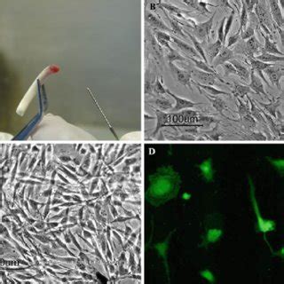 3 Applications of dental pulp stem cells (DPSCs) in tissue engineering ...