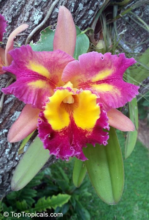 Cattleya Sp Cattleya Orchid