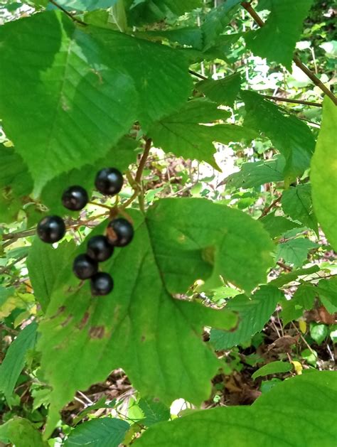 Mapleleaf Viburnum From Rock Creek Park Washington DC USA On October