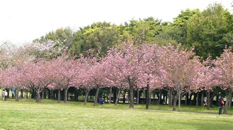 foto sederet manfaat bunga sakura  kecantikan