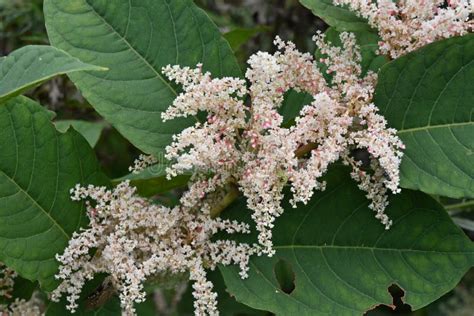 Fallopia Japonica Japanese Knotweed Flowers Stock Photo Image Of