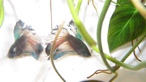 Healthy Betta Fish Vs Unhealthy 10 Warnings Signs Az Animals