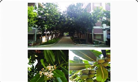 Digital photographs of Calophyllum tree with seeds. | Download ...