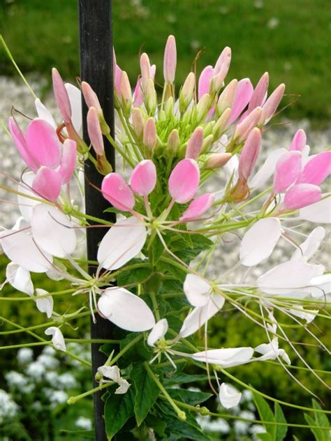 Fotos gratis paisaje árbol naturaleza rama flor blanco Fruta