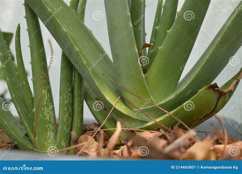 Green Plant With Sharp Leaves At Home Stock Image Image Of Kitchen