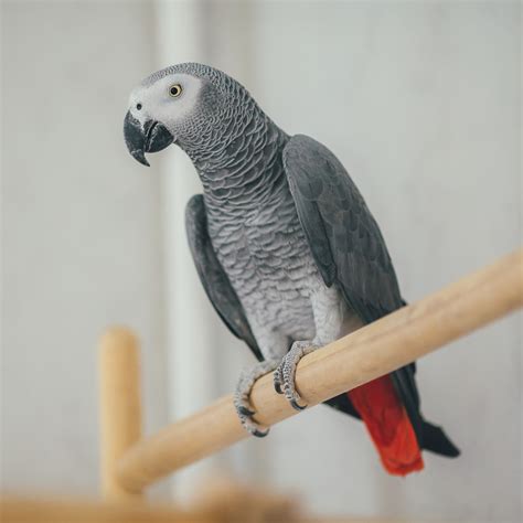 Top Pet Birds That Talk With Extensive Vocabulary