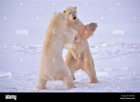 El Oso Polar Ursus Maritimus Nearchurchill Manitoba Canad Famoso