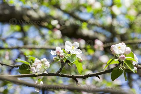 fruit tree flowers 9723830 Stock Photo at Vecteezy