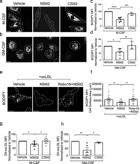 Nslit Inhibits Uptake Of Oxldl By Macrophages A M Csf Induced