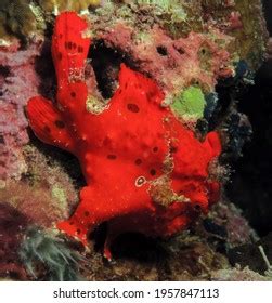 Painted Frogfish Stock Photos Images Photography Shutterstock